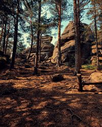 Trees in forest against sky