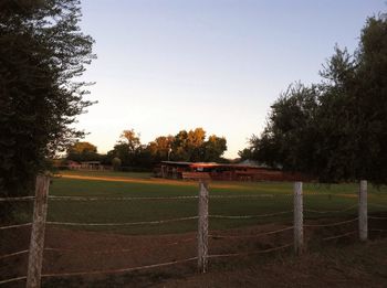 Trees on field