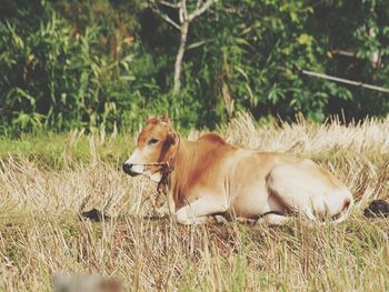 Side view of dog relaxing on field