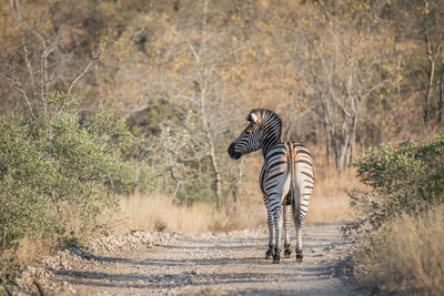 View of zebra walking in a forest