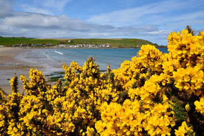 Yellow flowering plants by sea against sky