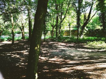 Trees in the forest