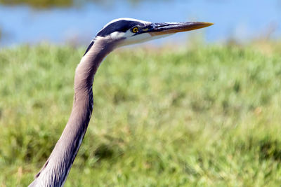 Close-up of gray heron on field