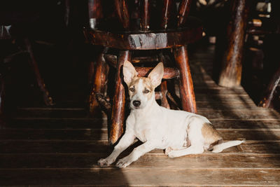 Portrait of dog sitting on floor
