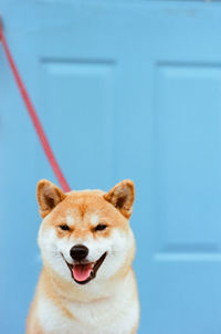 Close-up of dog sticking out tongue