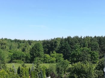 Pine trees in forest against sky