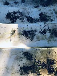 High angle view of potted plants on wall