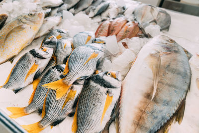 High angle view of seafood for sale