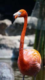 Close-up of a bird