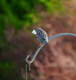 Close-up of bird perching on metal