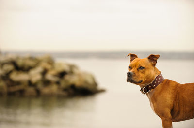 Dog looking away against calm sea