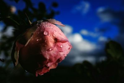 Close-up of rose