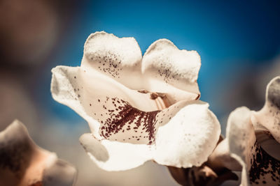 Close-up of white flower