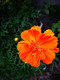 Close-up of flower blooming outdoors