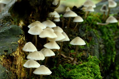 Close-up of white mushrooms growing outdoors