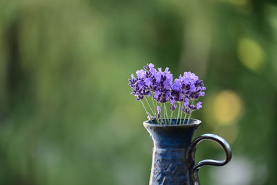 Close-up of purple flowering plant