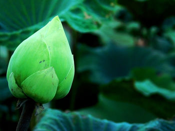 Close-up of lotus water lily