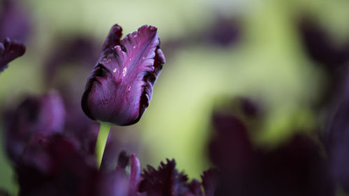 Close-up of purple flower