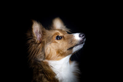 Close-up of dog against black background