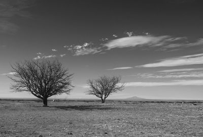 Bare trees on landscape