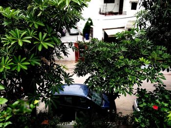 Potted plants by building in yard