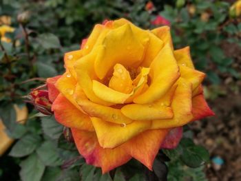 Close-up of wet yellow rose blooming outdoors