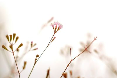 Close-up of pink flowering plant against sky