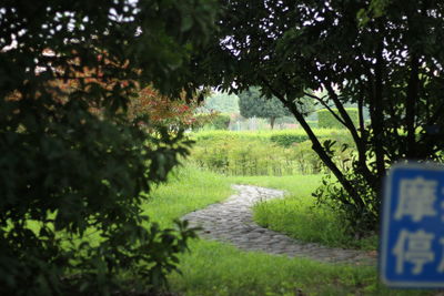 Footpath amidst trees and plants