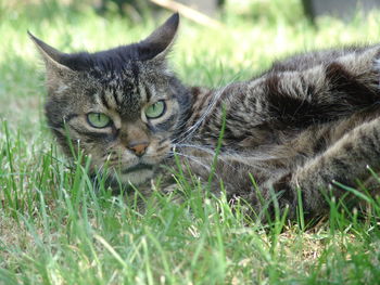 Portrait of tabby cat on field