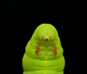 Close-up of green insect over black background