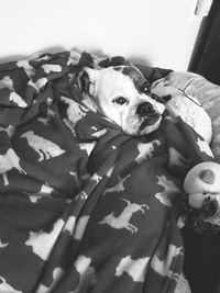 Portrait of dog on bed at home