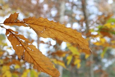 Close-up of maple leaves against blurred background