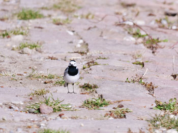 Bird perching on a field