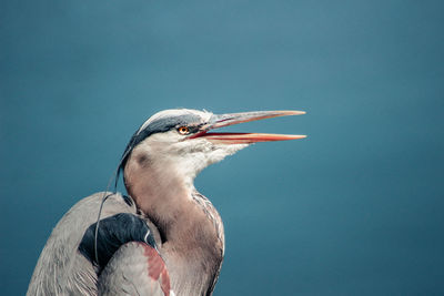 Low angle view of bird perching against clear blue sky