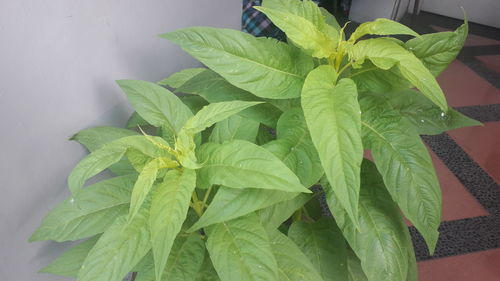 Close-up of potted plant at home