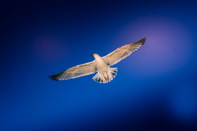 Low angle view of seagull flying