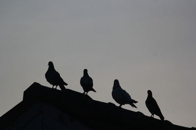 Low angle view of silhouette birds perching on the sky