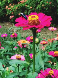Close-up of pink flower blooming in park