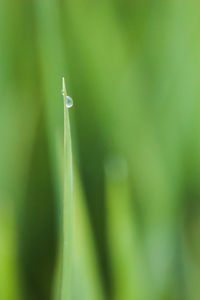 Close-up of dew on blade of grass