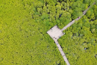 High angle view of trees