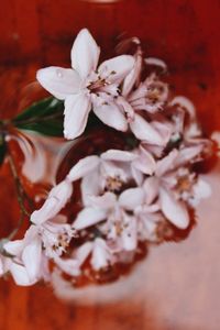 Close-up of white flowers