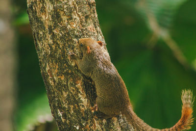 Close-up of chipmunk on tree trunk