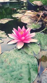 Close-up of water lily in lake