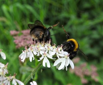 Close-up of bee pollinating on flower