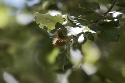 Close-up of white flowering plant