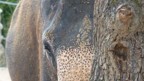 Close-up of lizard