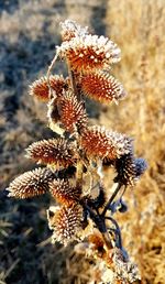 Close-up of wilted plant on field