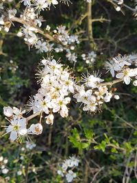 Close-up of white flowering plant