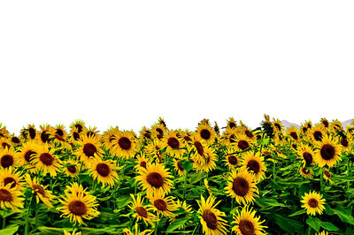 Scenic view of sunflower field against clear sky