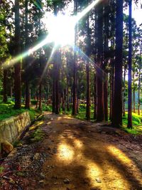 Sunlight streaming through trees in forest